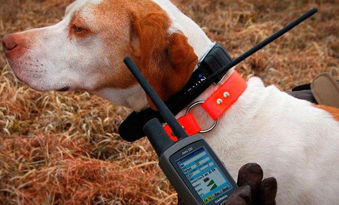 Les meilleures gouttes aux puces pour chats colliers électriques pour chiens