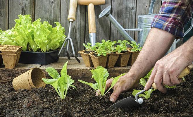 Le meilleur sol pour les plantes Le meilleur sol pour les plantes