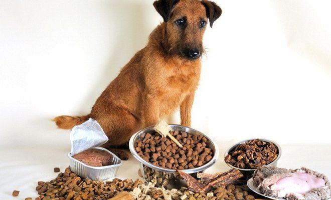 Meilleure nourriture humide pour chien Meilleure nourriture humide pour chien