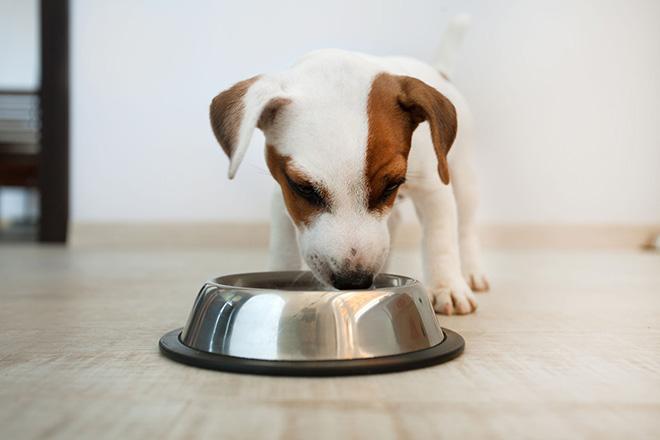 La meilleure nourriture pour chiots La meilleure nourriture pour chiots
