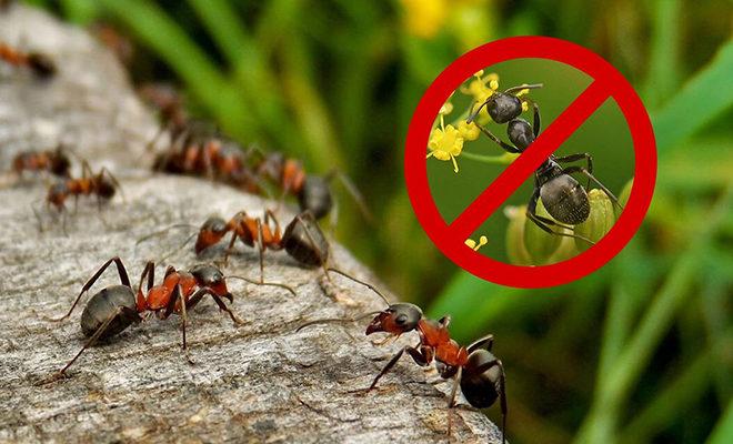 Les meilleurs remèdes contre les fourmis Les meilleurs remèdes contre les fourmis