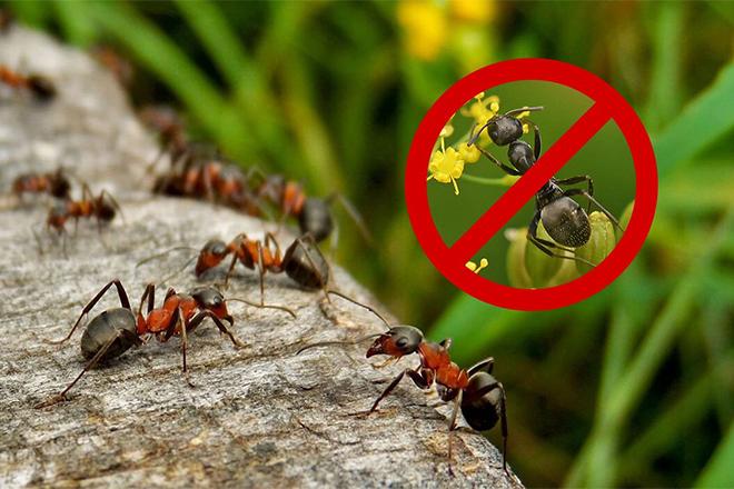 Les meilleurs remèdes contre les fourmis Les meilleurs remèdes contre les fourmis