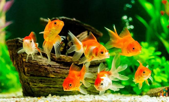 Les meilleurs poissons d'aquarium Les meilleurs poissons d'aquarium