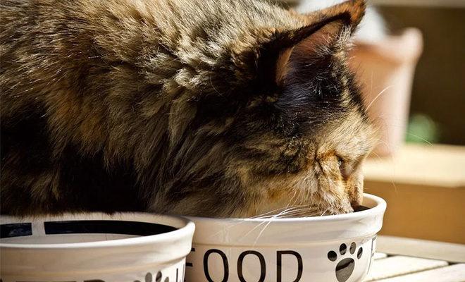 La meilleure nourriture pour les chats stérilisés La meilleure nourriture pour les chats stérilisés