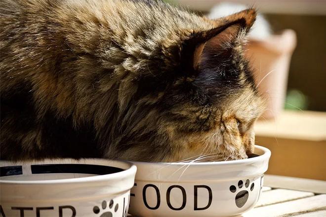 La meilleure nourriture pour les chats stérilisés La meilleure nourriture pour les chats stérilisés