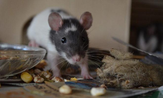 Les meilleurs répulsifs de souris Les meilleurs répulsifs de souris