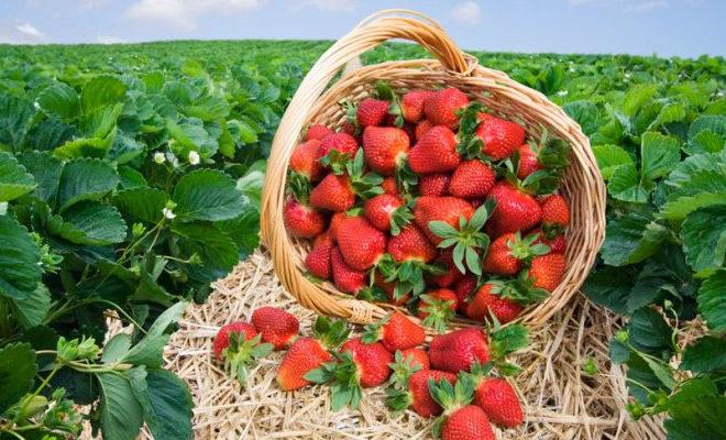 Les meilleures variétés de fraises Les meilleures variétés de fraises
