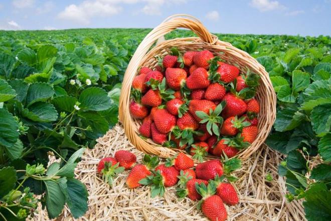 Les meilleures variétés de fraises Les meilleures variétés de fraises