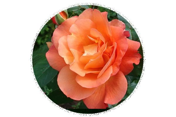 Perle rose