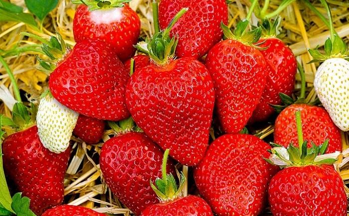 Fraise Alba