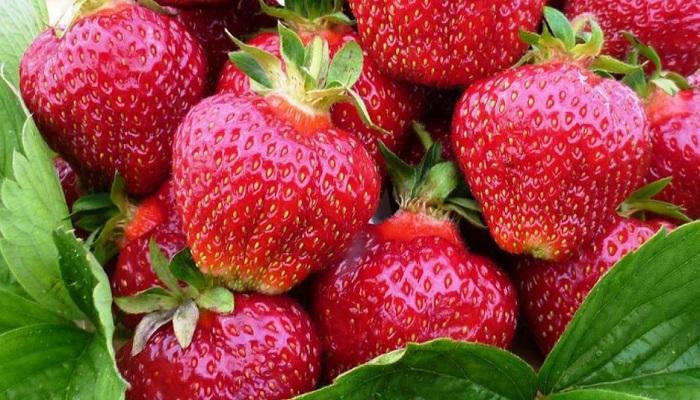 fête de la fraise