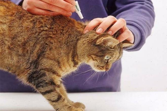 Les meilleures gouttes aux puces pour chats Les meilleures gouttes aux puces pour chats