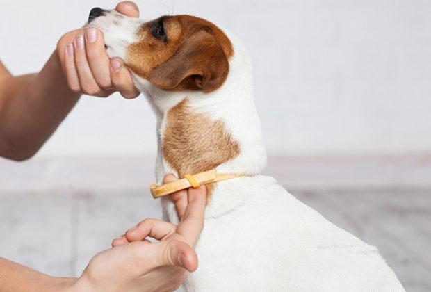 Meilleurs colliers à tiques pour chiens