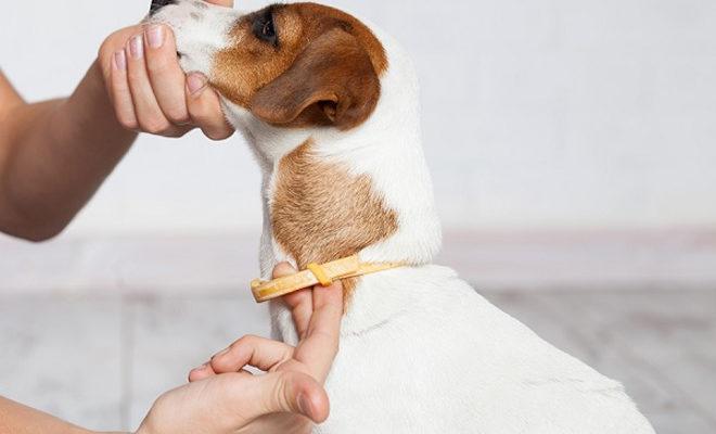 Les meilleurs colliers anti-tiques pour chiens Les meilleurs colliers anti-tiques pour chiens