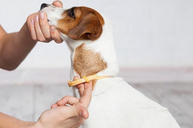 Les meilleurs colliers anti-tiques pour chiens Les meilleurs colliers anti-tiques pour chiens