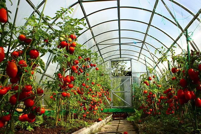 Les meilleures variétés de tomates pour les serres Les meilleures variétés de tomates pour les serres