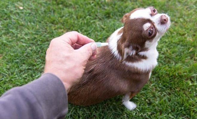 Meilleures gouttes aux puces pour chiens Meilleures gouttes aux puces pour chiens
