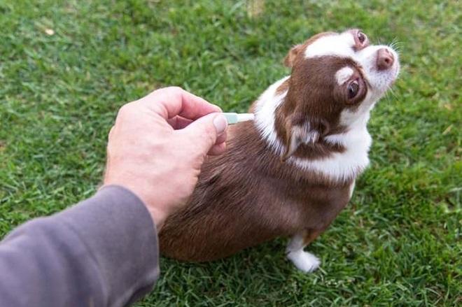 Meilleures gouttes aux puces pour chiens