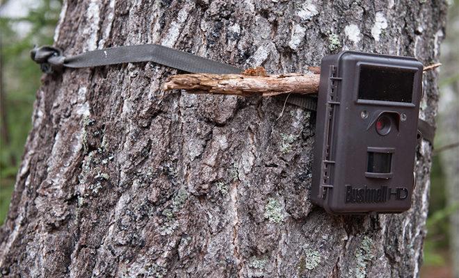 Les meilleurs pièges photographiques pour la chasse Les meilleurs pièges photographiques pour la chasse