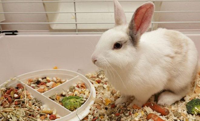 Meilleure nourriture pour les lapins Meilleure nourriture pour lapins