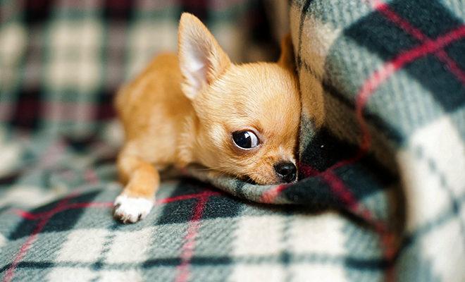 Les meilleurs chiens pour un appartement Les meilleurs chiens pour un appartement
