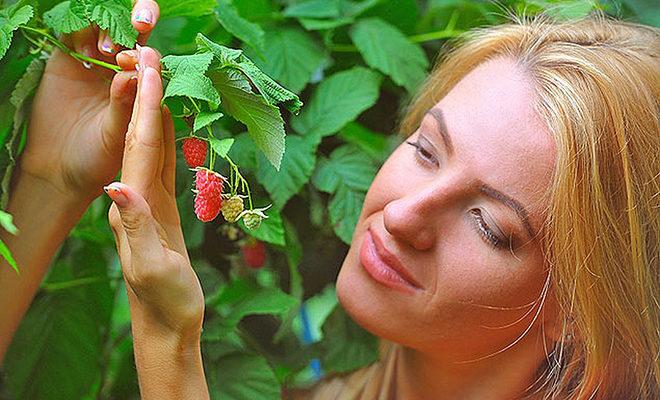 Les meilleures variétés de framboises Les meilleures-variétés-framboises