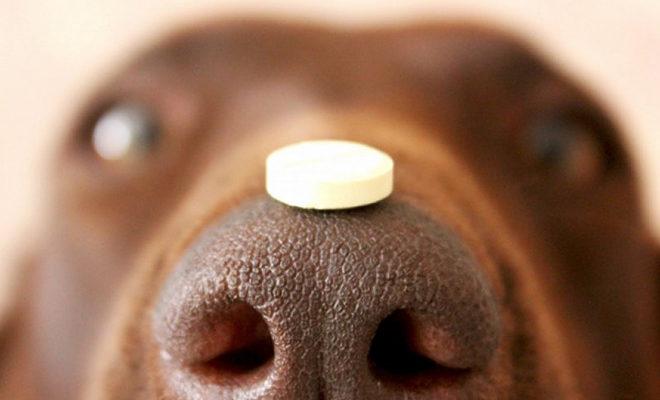Meilleurs remèdes contre les vers pour chiens Meilleurs remèdes contre les vers pour chiens