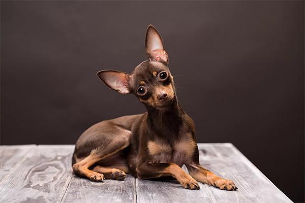 Terrier de jouet