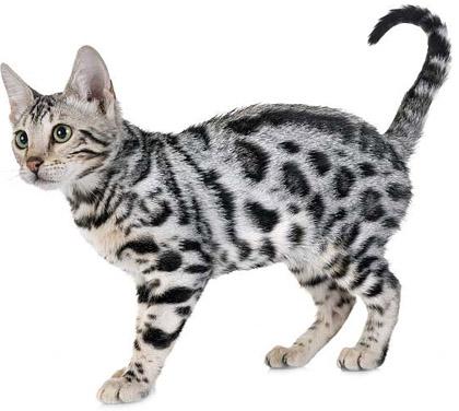 bengali