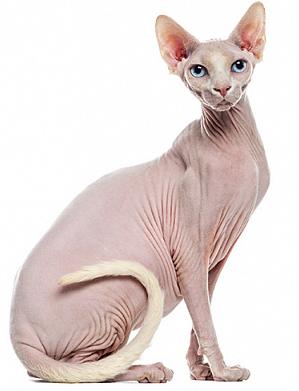 Sphinx canadien