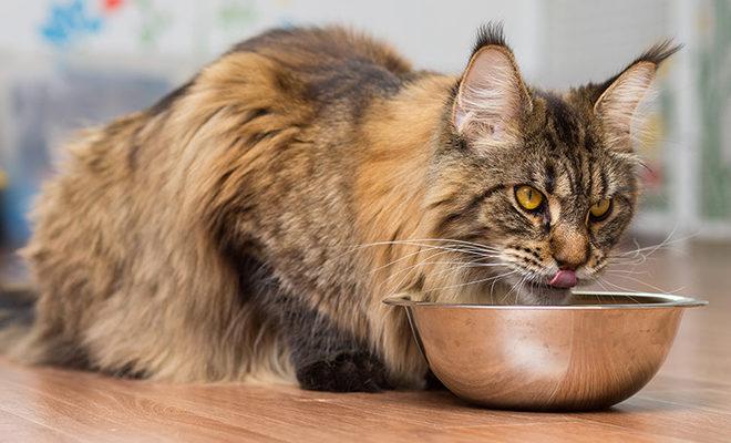 La meilleure nourriture pour Maine Coons La meilleure nourriture pour Maine Coons