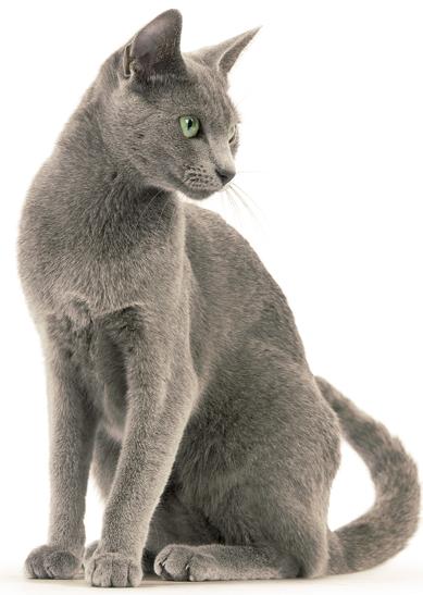 Bleu russe