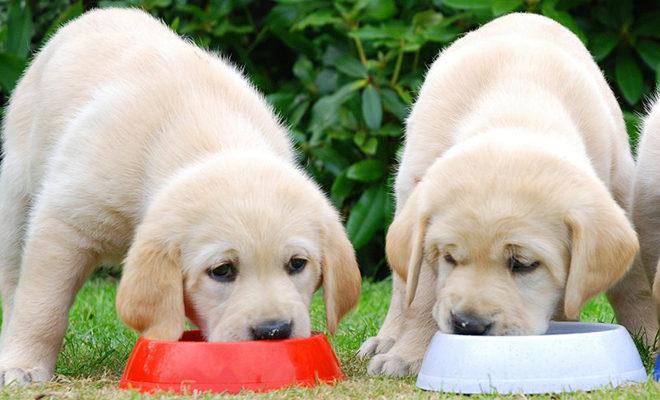 La meilleure nourriture pour un labrador La meilleure nourriture pour un labrador